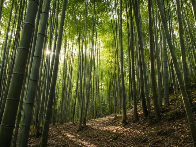 Bamboo Grove — example photo