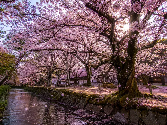 Cherry Blossom — example photo