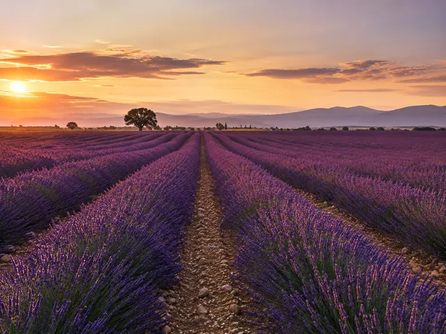 Lavender Field — example photo