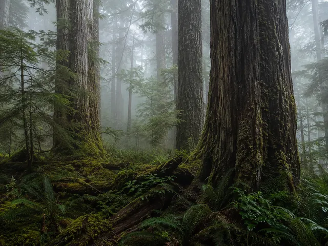 Misty Forest — example photo