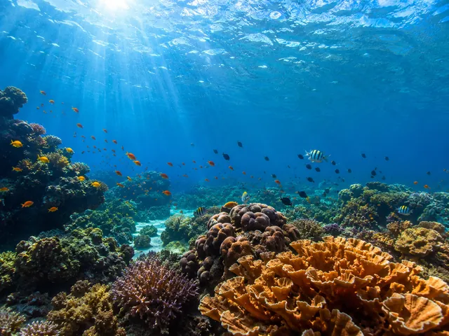 Underwater Reef — example photo