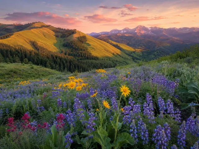 Wildflower Meadow — example photo
